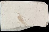 Fossil Pea Crab (Pinnixa) From California - Miocene #49793-1